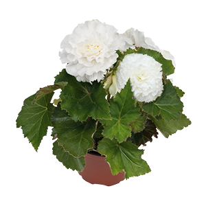 
                        Begonia
             
                        tuberhybrida F₁
             
                        Nonstop®
             
                        White
            