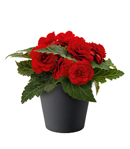 
                        Begonia
             
                        tuberhybrida F₁
             
                        Nonstop®
             
                        Red
            