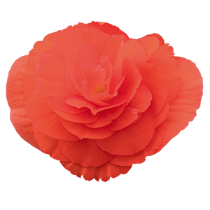 
                        Begonia
             
                        tuberhybrida F₁
             
                        Nonstop®
             
                        Salmon
            