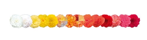Begonia
tuberhybrida F₁
Nonstop®