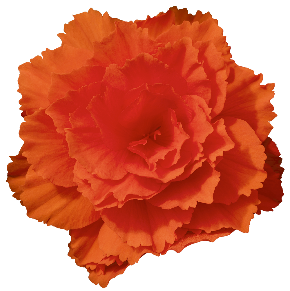 Nonstop Joy® Orange