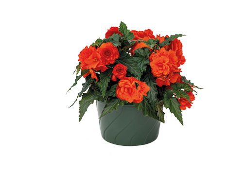 
                        Begonia
             
                        tuberhybrida F₁
             
                        Nonstop® Joy
             
                        Orange
            
