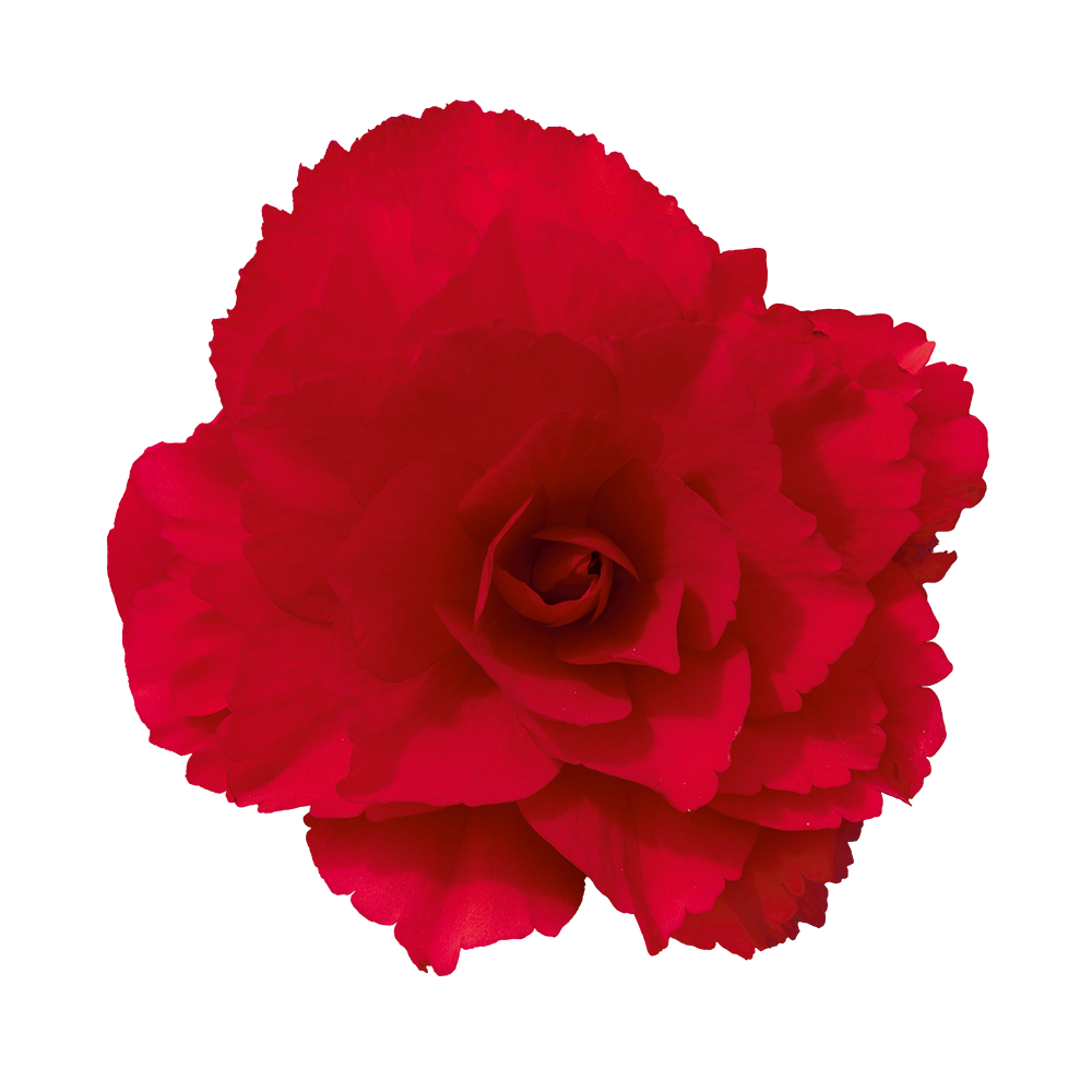 Nonstop Joy® Red