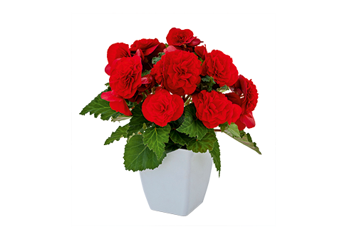 
                        Begonia
             
                        tuberhybrida F₁
             
                        Nonstop Joy®
             
                        Red
            