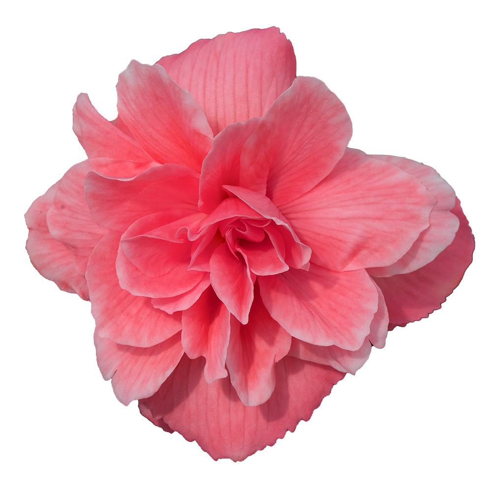 flowerページ Begonia tuberhybrida F₁ Nonstop Joy® Peaches & Dreams | Benary