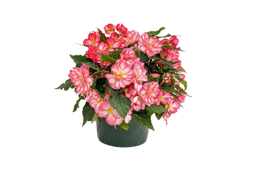 
                        Begonia
             
                        tuberhybrida F₁
             
                        Nonstop Joy®
             
                        Rose Picotee
            