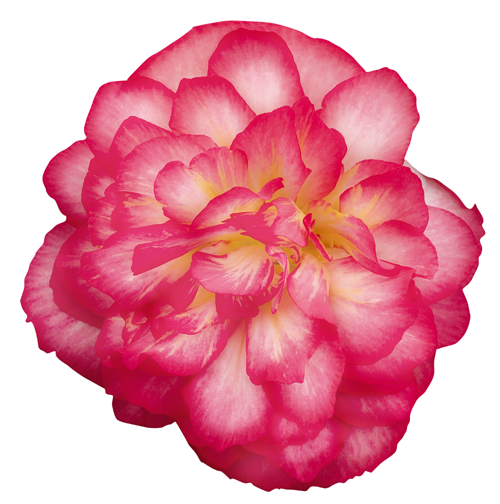   Nonstop Joy® Rose Picotee