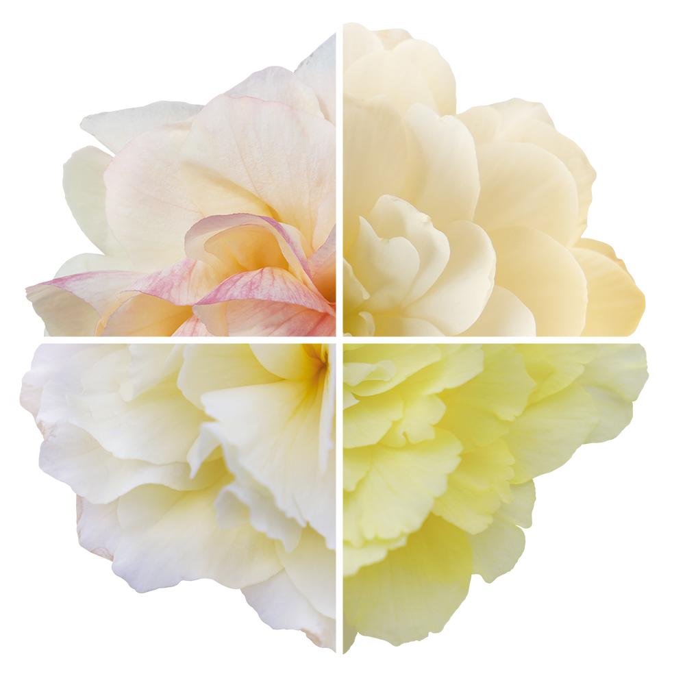   Nonstop® Joy Peaches &amp; Dreams