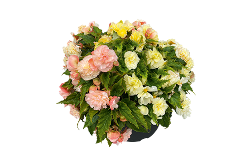 
                        Begonia
             
                        tuberhybrida F₁
             
                        Nonstop Joy®
             
                        Peaches & Dreams
            