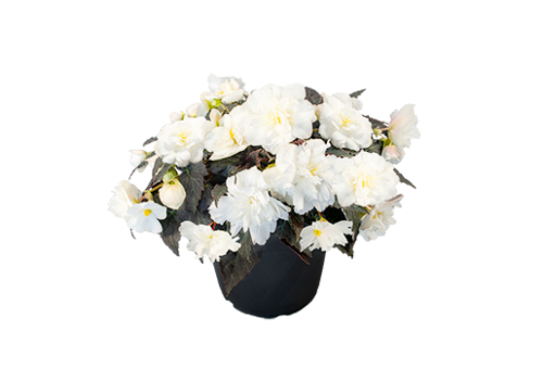 
                        Begonia
             
                        tuberhybrida F₁
             
                        Nonstop Joy®
             
                        Mocca White
            