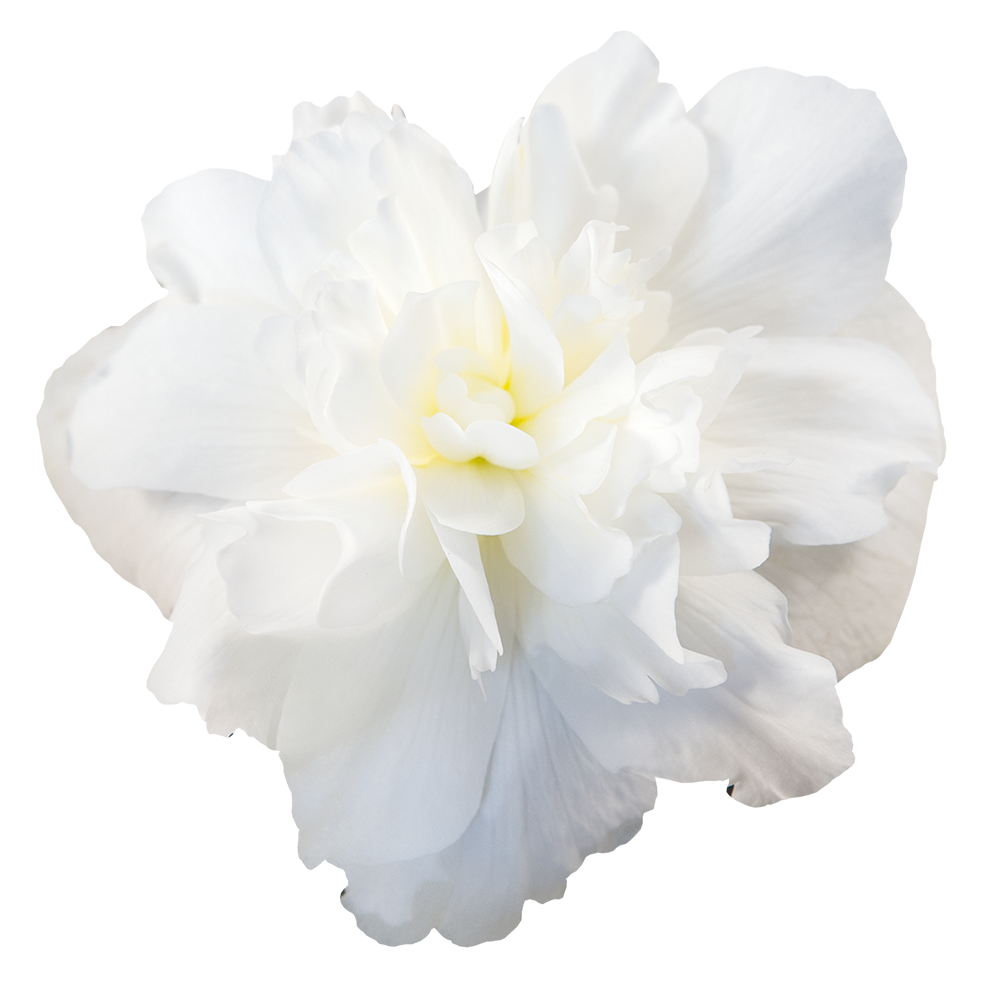 flowerページ Begonia tuberhybrida F₁ Nonstop Joy® Peaches & Dreams | Benary