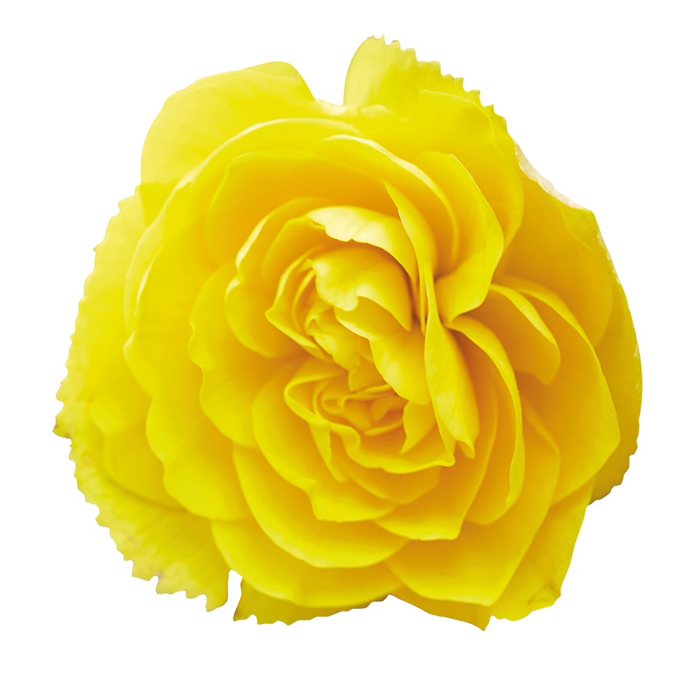 Begonia tuberhybrida F₁ Nonstop Joy® Peaches & Dreams | Benary