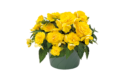 
                        Begonia
             
                        tuberhybrida F₁
             
                        Nonstop Joy®
             
                        Yellow
            