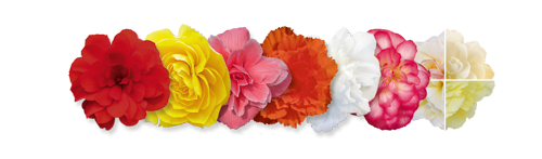 Begonia
tuberhybrida F₁
Nonstop Joy®
