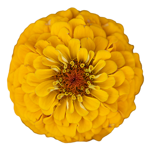 Zinnia elegans Oklahoma Golden Yellow