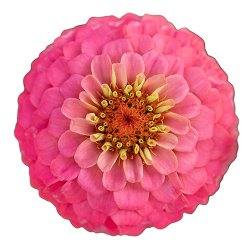 Zinnia elegans Oklahoma Salmon