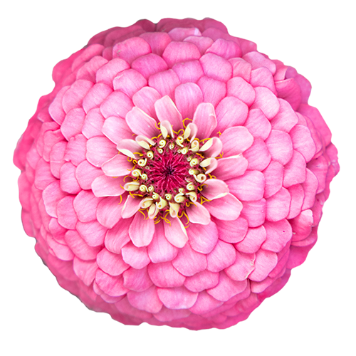 Zinnia elegans Oklahoma Pink
