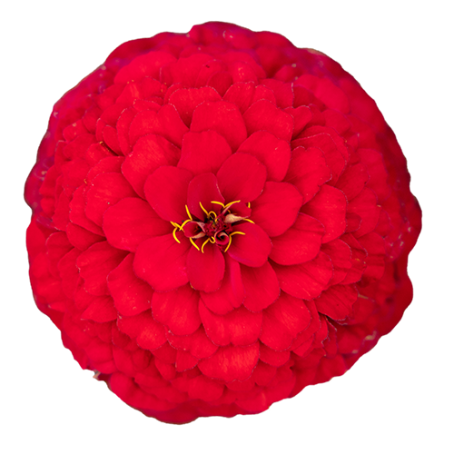Zinnia elegans Oklahoma Scarlet