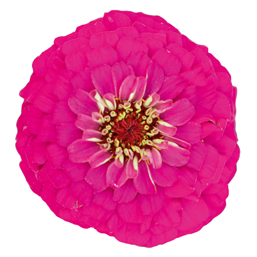 Zinnia elegans Oklahoma Carmine