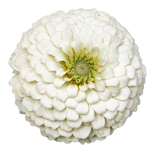 Zinnia elegans Oklahoma White