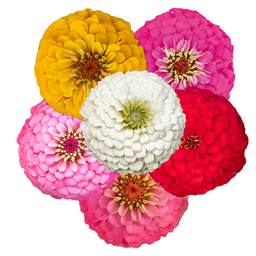 Zinnia elegans Oklahoma Mix