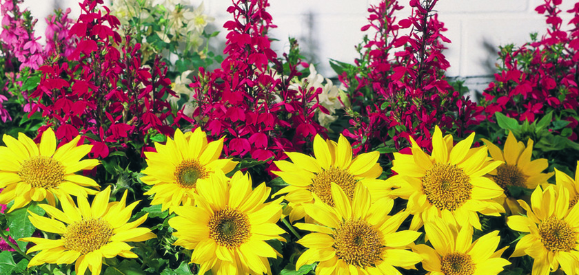 
                        Helianthus
             
                        annuus
             
                        Pacino®
            