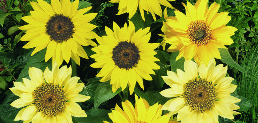 
                        Helianthus
             
                        annuus
             
                        Pacino®
             
                        Mix (incl. Lemon)
            