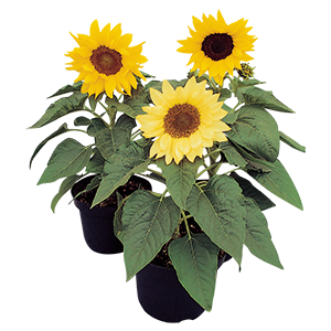 
                        Helianthus
             
                        annuus
             
                        Pacino®
             
                        Mix (incl. Lemon)
            