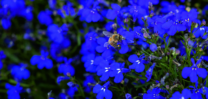
                        Lobelia
             
                        erinus
             
                        Palace
             
                        Blue
            