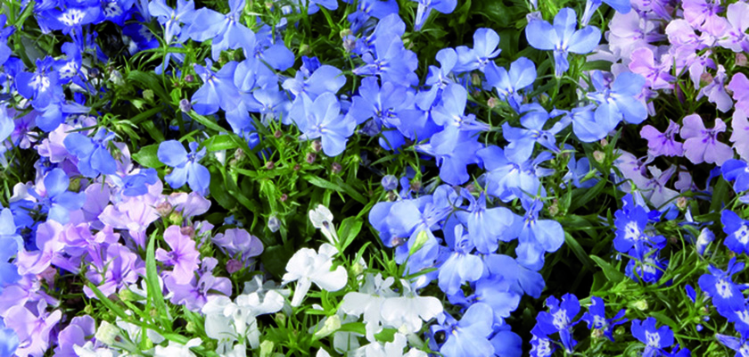 
                        Lobelia
             
                        erinus
             
                        Palace
             
                        Mix
            
