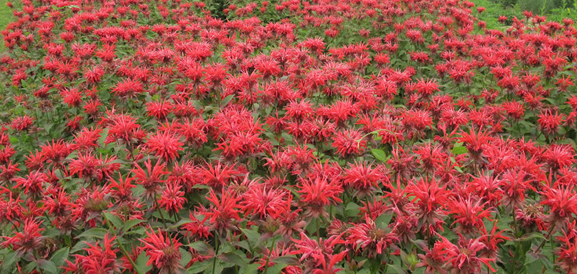 
                        Monarda
             
                        didyma
             
                        Panorama
             
                        Red
            