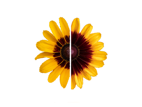 Rudbeckia
hirta
Pawnee Spirit