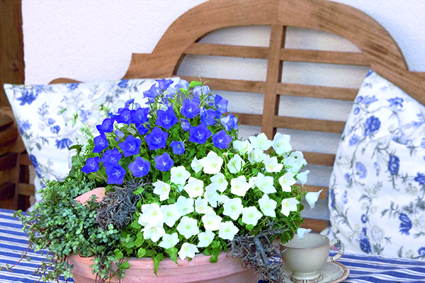 
                        Campanula
             
                        carpatica F₁
             
                        Pearl
            