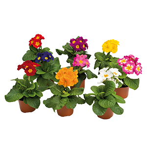 Primula
             
                        elatior F₁
             
                        Piano
             
                        Mix