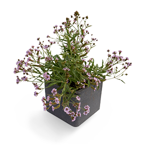 Verbena
rigida
Polaris®