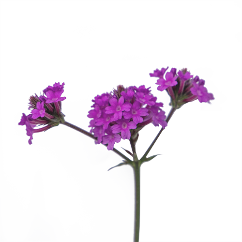 Verbena rigida Polaris® Purple