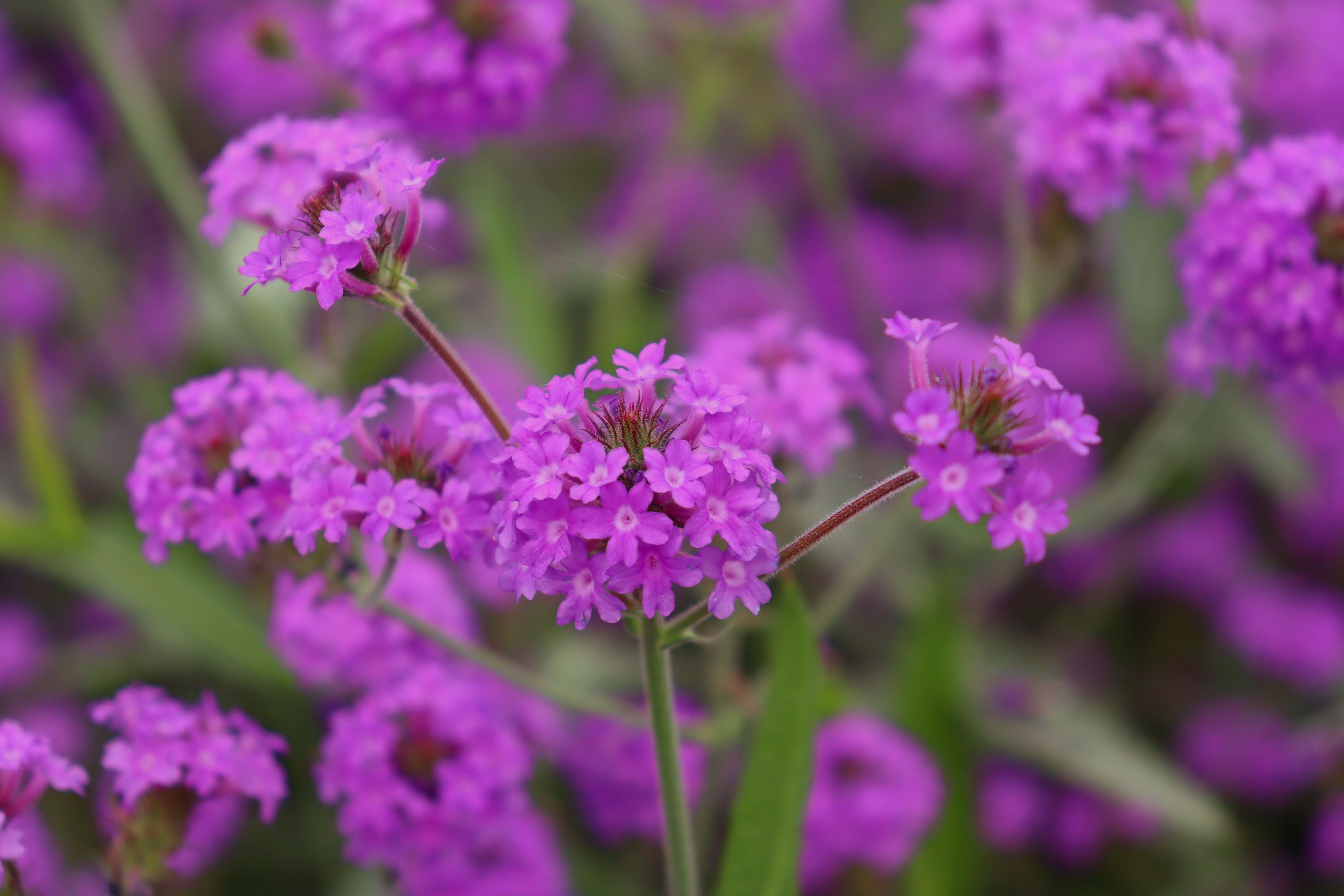 
                        Verbena
             
                        rigida
             
                        Polaris®
             
                        Purple
            