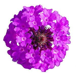 
                        Verbena
             
                        rigida
             
                        Polaris®
             
                        Purple
            