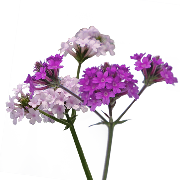 Verbena rigida Polaris® 