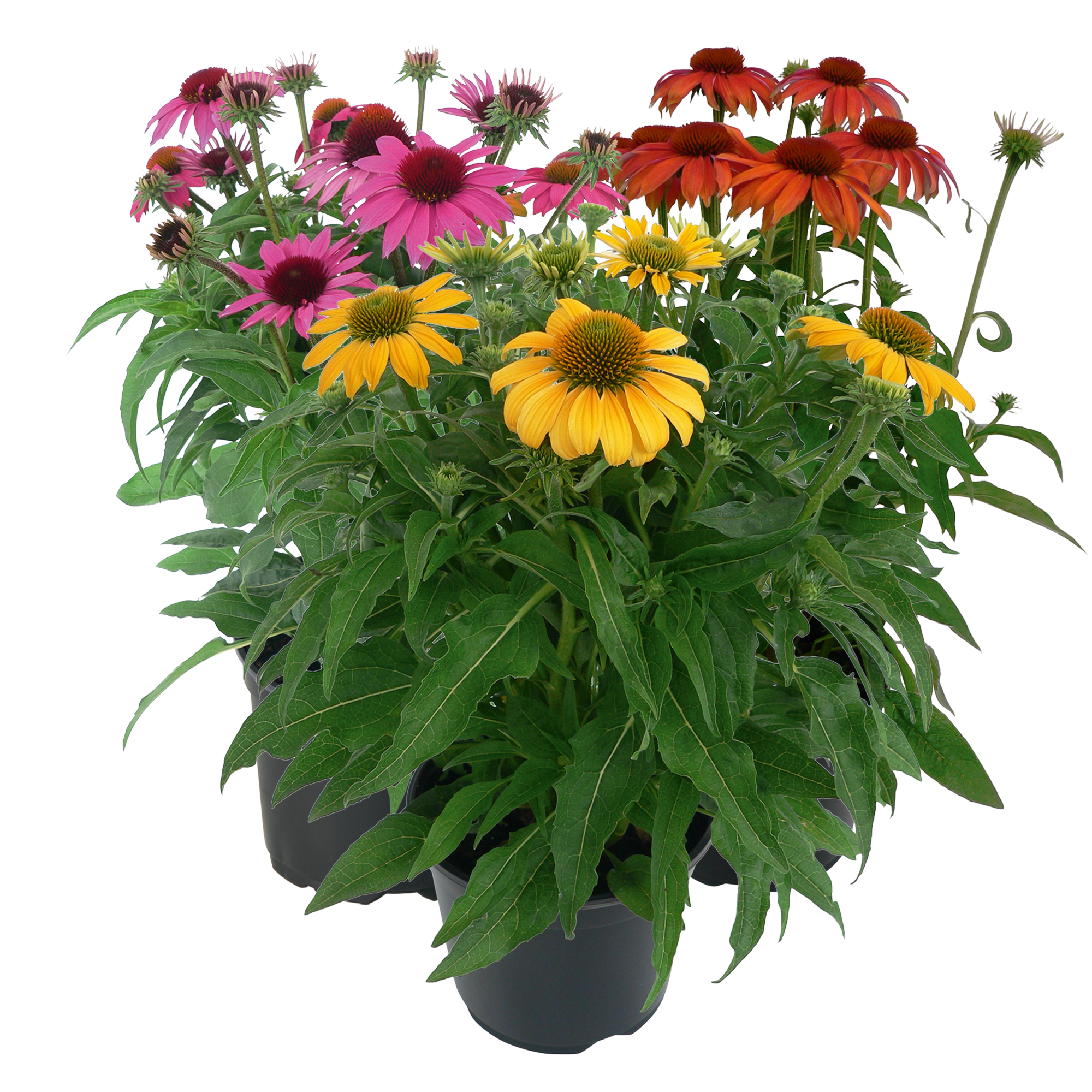   PollyNation™ Golden Summer Mix