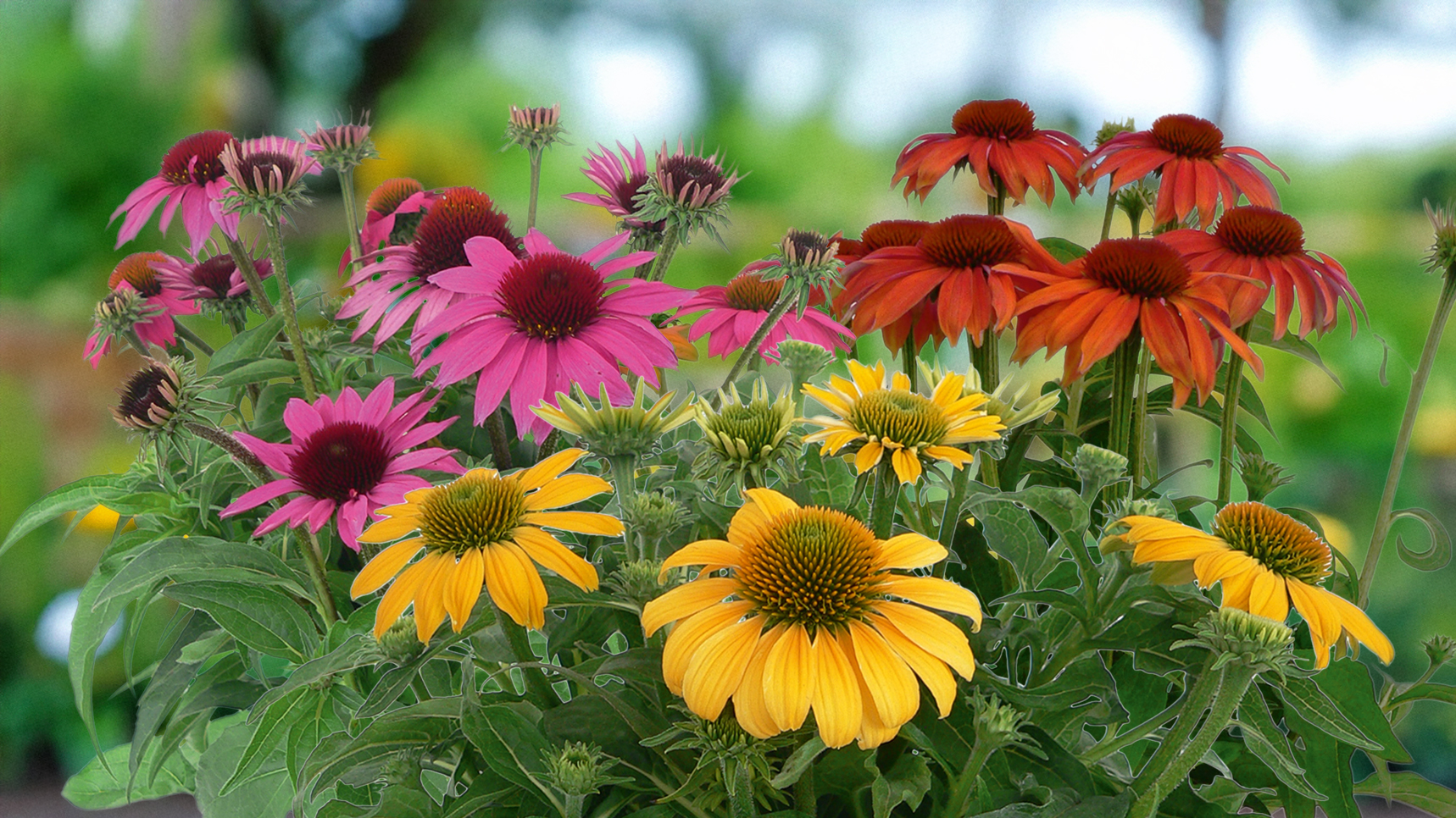 
                        Echinacea
             
                        purpurea
             
                        PollyNation™
             
                        Golden Summer Mix
            