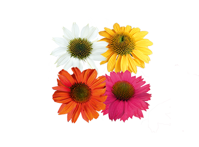 Echinacea
purpurea
PollyNation™
Mix