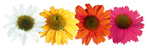 
                        Echinacea
             
                        purpurea
             
                        PollyNation™
             
                        Mix
            
