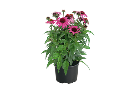 
                        Echinacea
             
                        purpurea
             
                        PollyNation™
             
                        Magenta
            