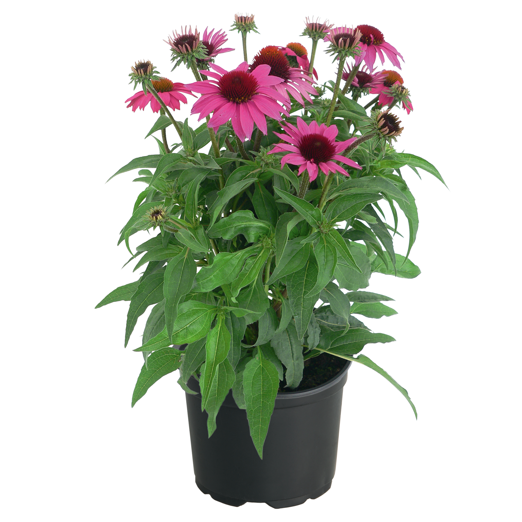 
                        Echinacea
             
                        purpurea
             
                        PollyNation™
             
                        Magenta
            