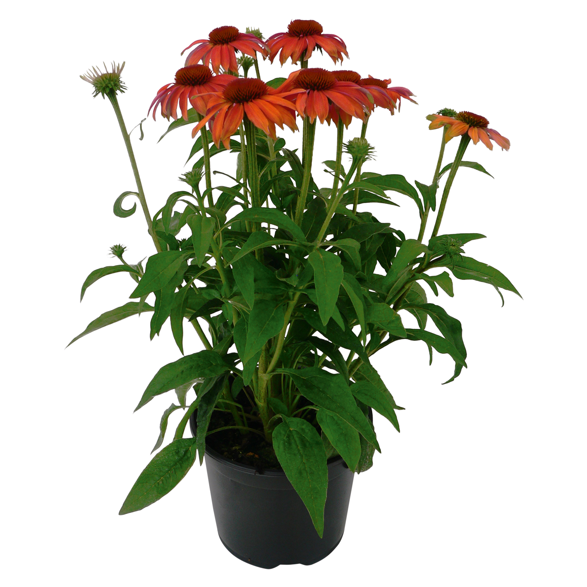   PollyNation™ Orange Red