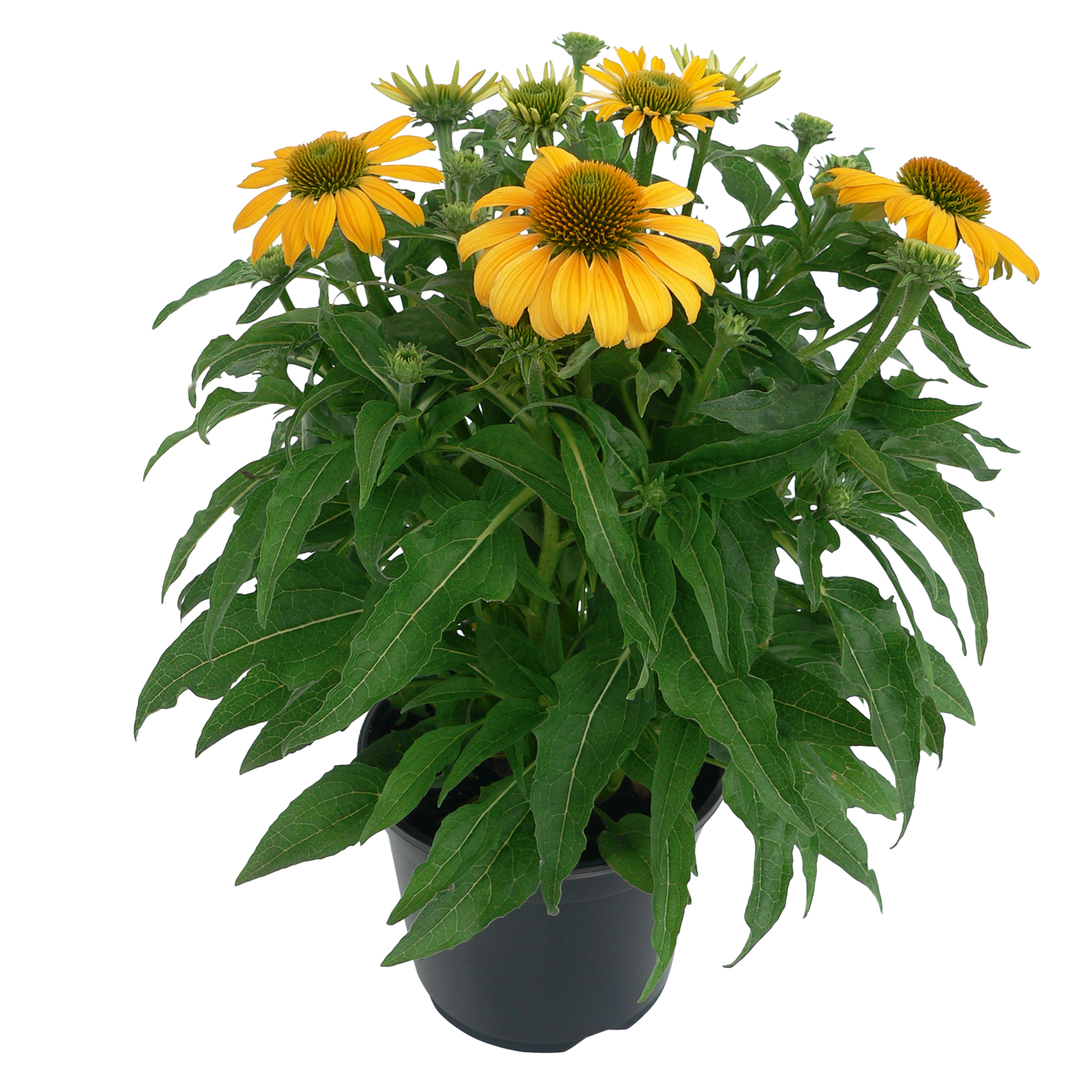   PollyNation™ Yellow