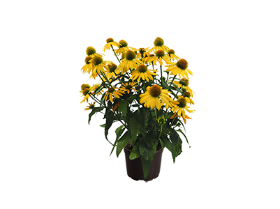 
                        Echinacea
             
                        purpurea
             
                        PollyNation™
             
                        Yellow
            
