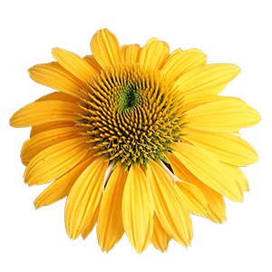 
                        Echinacea
             
                        purpurea
             
                        PollyNation™
             
                        Yellow
            