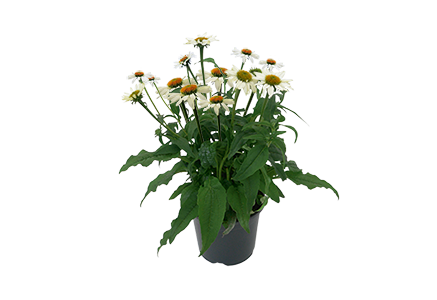 Echinacea
purpurea
PollyNation™
White